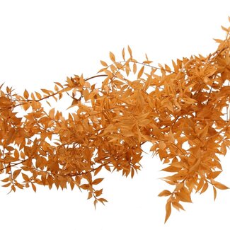 QC Dried Ruscus | Colour: Salmon | Ruscus Dried Flowers | Length ± 70 centimetres | 10 stems per bunch | Per bunch