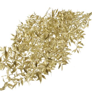 QC Getrockneter Ruscus | Farbe: Goldfarben | Ruscus Trockenblumen | Länge ± 70 Zentimeter | 10 Zweige pro Bund | Pro Bund
