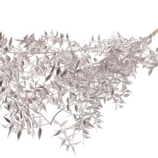 QC Getrockneter Ruscus | Farbe: Champagnerfarben | Ruscus Trockenblumen | Länge ± 70 Zentimeter | 10 Zweige pro Bund | Pro Bund