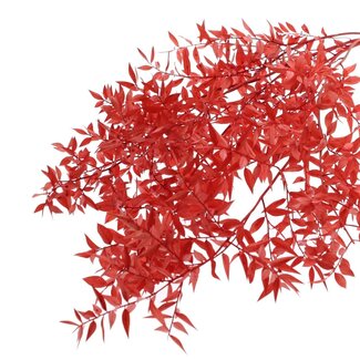 QC Getrockneter Ruscus | Farbe: Rot | Ruscus Trockenblumen | Länge ± 70 Zentimeter | 10 Zweige pro Bund | Pro Bund