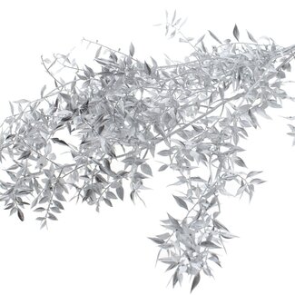 QC Dried Ruscus | Colour: Silver | Ruscus Dried Flowers | Length ± 70 centimetres | 10 stems per bunch | Per bunch