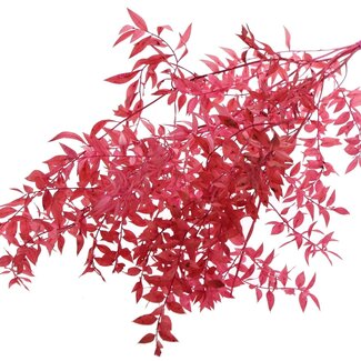 QC Getrockneter Ruscus | Farbe: Kirschrot | Ruscus Trockenblumen | Länge ± 70 Zentimeter | 10 Zweige pro Bund | Pro Bund