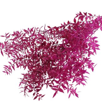 QC Dried Ruscus | Colour: Lilac | Ruscus Dried Flowers | Length ± 70 centimetres | 10 stems per bunch | Per bunch