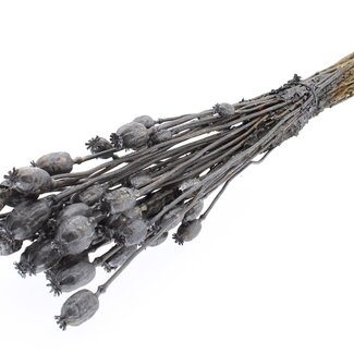 QC Dried Opium Poppy | Colour: Metallic Graphite | Papaver Somniferum Dried Flowers | Length ± 60 centimetres | Weight 200 grams | Per bunch
