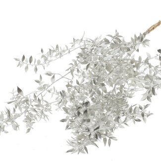 QC Getrockneter Ruscus | Farbe: Platinafarben | Ruscus Trockenblumen | Länge ± 70 Zentimeter | 10 Zweige pro Bund | Pro Bund