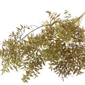 QC Dried Ruscus | Colour: Olive Green | Ruscus Dried Flowers | Length ± 70 centimetres | 10 stems per bunch | Per bunch