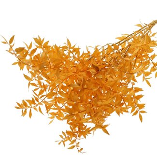 QC Dried Ruscus | Colour: Apricot | Ruscus Dried Flowers | Length ± 70 centimetres | 10 stems per bunch | Per bunch
