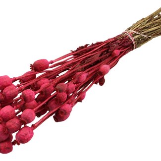 QC Dried Opium Poppy | Colour: Cherry-coloured | Papaver Somniferum Dried Flowers | Length ± 60 centimetres | Weight 200 grams | Per bunch