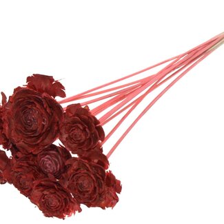 QC Cedar Rose on stem | Colour: Coral-coloured | Pinecone pick | Length ± 50 centimeter | 10 picks per bunch