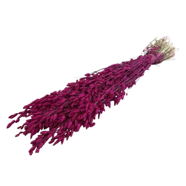 Getrocknete Briza Maxima | Farbe: kirschfarben | Großes Zittergras | Länge ± 60 centimeter | Gewicht 100 gram | Pro Bund