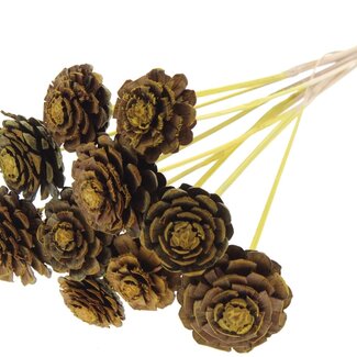 QC Half Pine Cone on Stick | Colour: Yellow | Diameter 5 - 7 centimetres | Length ± 50 centimetres | 10 picks per bunch