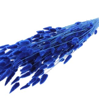 QC Dried Bleached Bunny Tails Premium | Colour: Blue | Lagurus Ovatus dried flowers | Length ± 70 centimetres | Weight 100 grams | Per bunch