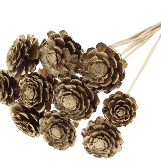 QC Half Pine Cone on Stick | Colour: Antique Gold | Diameter 5 - 7 centimetres | Length ± 50 centimetres | 10 picks per bunch