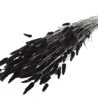 QC Dried Bleached Bunny Tails Premium | Colour: Black | Lagurus Ovatus dried flowers | Length ± 70 centimetres | Weight 100 grams | Per bunch
