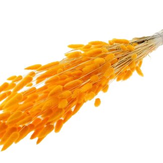 QC Dried Bleached Bunny Tails Premium | Colour: Apricot | Lagurus Ovatus dried flowers | Length ± 70 centimetres | Weight 100 grams | Per bunch
