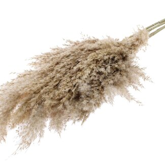 QC Dried Pampas Plumes | Colour: Natural | Pampas Dried Flowers | Length ± 70 centimetres | 10 plumes per bunch | Per bunch