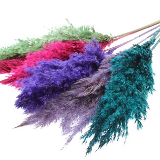 QC Dried Pampas Plumes “Colourful 7” | Colour: Mixed Colours | Pampas Dried Flowers | Length ± 70 centimetres | 10 plumes per bunch | Per bunch