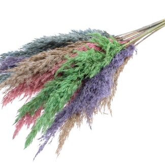 QC Dried Pampas Plumes “Colourful 1” | Colour: Mixed Colours | Pampas Dried Flowers | Length ± 70 centimetres | 10 plumes per bunch | Per bunch