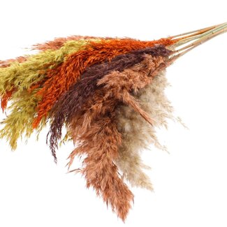 QC Dried Pampas Plumes “Colourful 3” | Colour: Mixed Colours | Pampas Dried Flowers | Length ± 70 centimetres | 10 plumes per bunch | Per bunch