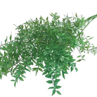 QC Getrockneter Ruscus | Farbe: Hellgrün | Ruscus Trockenblumen | Länge ± 70 Zentimeter | 10 Zweige pro Bund | Pro Bund
