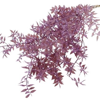 QC Dried Ruscus | Colour: Milka Purple | Ruscus Dried Flowers | Length ± 70 centimetres | 10 stems per bunch | Per bunch