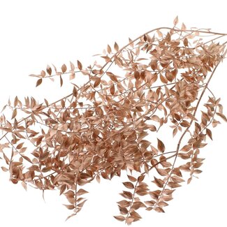 QC Getrockneter Ruscus | Farbe: Kupferfarben | Ruscus Trockenblumen | Länge ± 70 Zentimeter | 10 Zweige pro Bund | Pro Bund