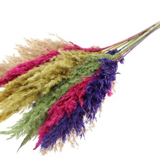 QC Dried Pampas Plumes "Colourful 2" | Colour: Mixed Colours | Pampas Dried Flowers | Length ± 70 centimetres | 10 plumes per bunch | Per bunch