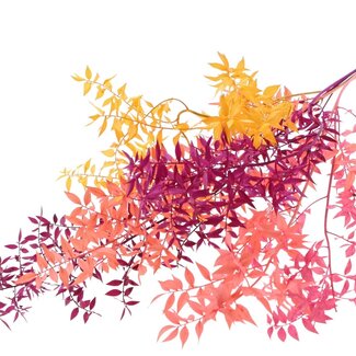QC Getrockneter Ruscus „Farben Mix 1“ | Farbe: Gemischte Farben | Ruscus Trockenblumen | Länge ± 70 Zentimeter | 10 Zweige pro Bund | Pro Bund