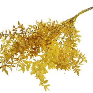 QC Getrockneter Ruscus | Farbe: Gelb | Ruscus Trockenblumen | Länge ± 70 Zentimeter | 10 Zweige pro Bund | Pro Bund
