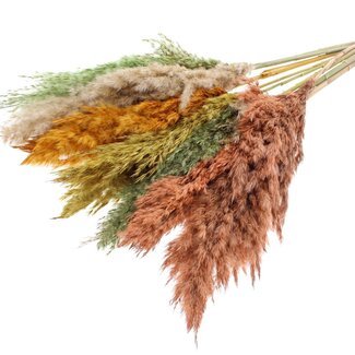 QC Dried Pampas Plumes “Summer Mix” | Colour: Mixed Colours | Pampas Dried Flowers | Length ± 70 centimetres | 10 plumes per bunch | Per bunch