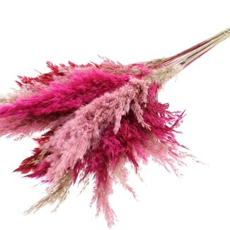 QC Dried Pampas Plumes “Lady Mix” | Colour: Mixed Colours | Pampas Dried Flowers | Length ± 70 centimetres | 10 plumes per bunch | Per bunch