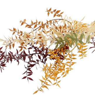 QC Dried Ruscus “Pumpkin Spice Mix” | Colour: Mixed Colours | Ruscus Dried Flowers | Length ± 70 centimetres | 10 stems per bunch | Per bunch