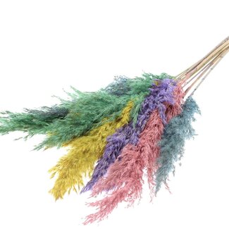 QC Dried Pampas Plumes “Pastel Prism” | Colour: Mixed Colours | Pampas Dried Flowers | Length ± 70 centimetres | 10 plumes per bunch | Per bunch