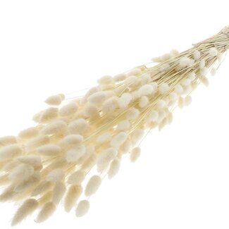 QC Dried Bleached Bunny Tails Premium | Colour: White | Lagurus Ovatus dried flowers | Length ± 70 centimetres | Weight 100 grams | Per bunch