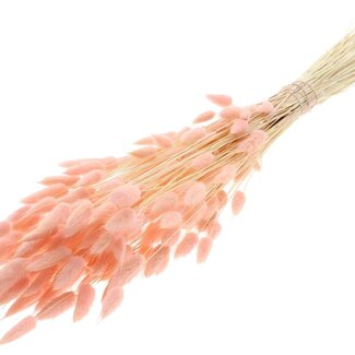 QC Dried Bleached Bunny Tails Premium | Colour: Light Pink | Lagurus Ovatus dried flowers | Length ± 70 centimetres | Weight 100 grams | Per bunch