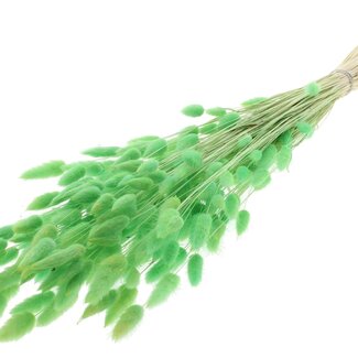 QC Dried Bleached Bunny Tails Premium | Colour: Mint Green | Lagurus Ovatus dried flowers | Length ± 70 centimetres | Weight 100 grams | Per bunch