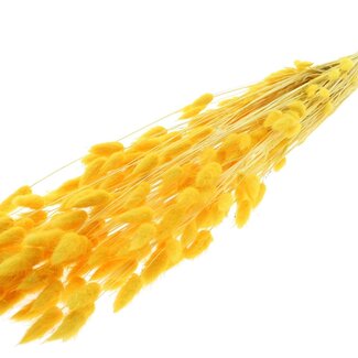 QC Dried Bleached Bunny Tails Premium | Colour: Yellow | Lagurus Ovatus dried flowers | Length ± 70 centimetres | Weight 100 grams | Per bunch