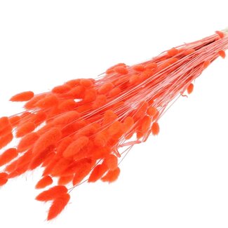 QC Dried Bleached Bunny Tails Premium | Colour: Coral | Lagurus Ovatus dried flowers | Length ± 70 centimetres | Weight 100 grams | Per bunch