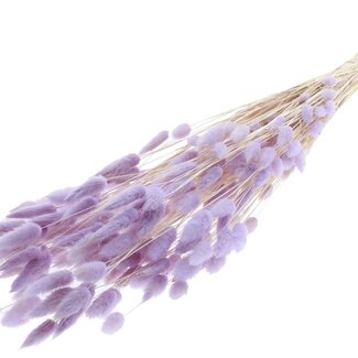 QC Dried Bleached Bunny Tails Premium | Colour: Milka Purple | Lagurus Ovatus dried flowers | Length ± 70 centimetres | Weight 100 grams | Per bunch