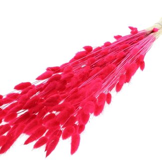 QC Dried Bleached Bunny Tails Premium | Colour: Cherry-Coloured | Lagurus Ovatus Dried Flowers | Length ± 70 centimetres | Weight 100 grams | Per bunch