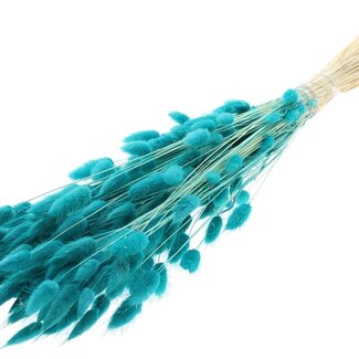 QC Dried Bleached Bunny Tails Premium | Colour: Turquoise | Lagurus Ovatus dried flowers | Length ± 70 centimetres | Weight 100 grams | Per bunch