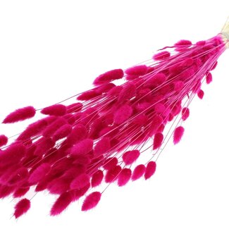 QC Dried Bleached Bunny Tails Premium | Colour: Lilac | Lagurus Ovatus dried flowers | Length ± 70 centimetres | Weight 100 grams | Per bunch