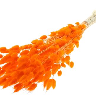 QC Dried Bleached Bunny Tails Premium | Colour: Orange | Lagurus Ovatus dried flowers | Length ± 70 centimetres | Weight 100 grams | Per bunch