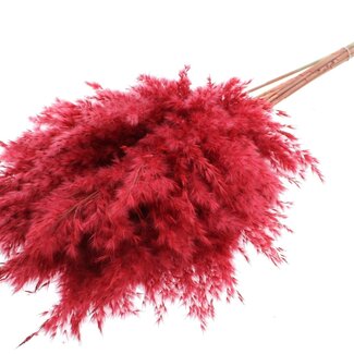 QC Dried Pampas Plumes | Colour: Red | Pampas Dried Flowers | Length ± 70 centimetres | 10 plumes per bunch | Per bunch