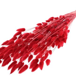 QC Dried Bleached Bunny Tails Premium | Colour: Red | Lagurus Ovatus dried flowers | Length ± 70 centimetres | Weight 100 grams | Per bunch
