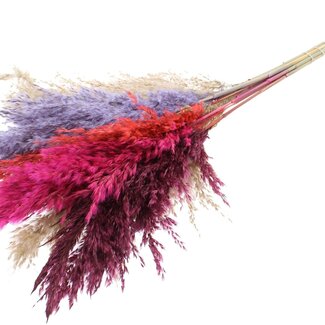 QC Getrocknete Pampasgraswedel „Bunt 9“ | Farbe: Gemischte Farben | Pampas Trockenblumen | Länge ± 70 Zentimeter | 10 Wedel pro Bund | Pro Bund