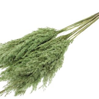 QC Getrocknete Pampasfedern | Farbe: Hellgrün | Pampas Trockenblumen | Länge ± 70 Zentimeter | 10 Federn pro Bund | Pro Bund