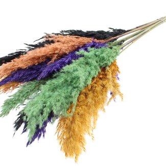 QC Dried Pampas Plumes “Halloween Mix” | Colour: Mixed Colours | Pampas Dried Flowers | Length ± 70 centimetres | 10 plumes per bunch | Per bunch