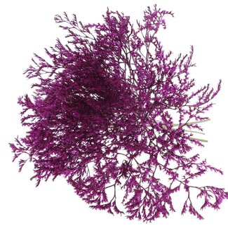 QC Dried Sea Lavender | Colour: Lilac | Limonium Tataricum Dried Flowers | Length ± 30 cm | Weight 45 grams | Per bunch