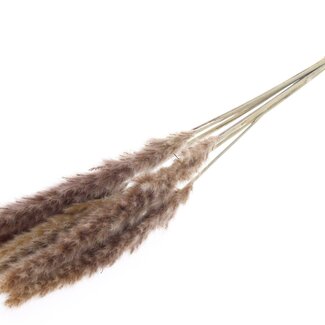 QC Dried Fluffy Pampas Plumes | Colour: Natural Brown | Length ± 80 centimetres | 10 plumes per bunch | Per bunch
